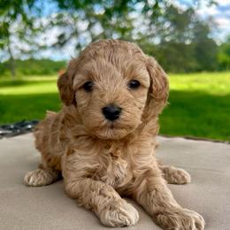 Sandy - Apricot female Cavapoo puppy in Milton, Pennsylvania from Nita's Poodle Pooche's