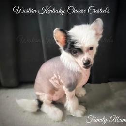 Chihuahua and Chinese Crested Puppies from Western Kentucky Chihuahua’s and Chinese Crested’s