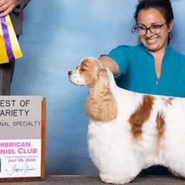 Jackie - Cocker Spaniel