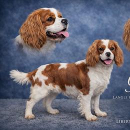 Gypsy - Cavalier King Charles Spaniel