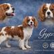 Gypsy