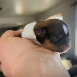 Boy 2 - Black gold and white Shorkie puppy in Idaho from Little Rascal Ranch