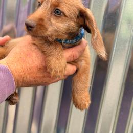 Boy 1 - Red male Dachshund puppy in Conway, Missouri from Ozark Mountain Kennel