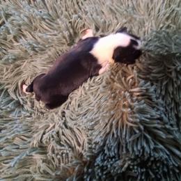 Smalls - Black and white male Boston Terrier puppy in Gaffney, South Carolina from Battlefield Kennels