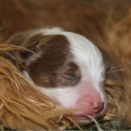 Miniature Australian Shepherd Puppies from Copper Line Aussies