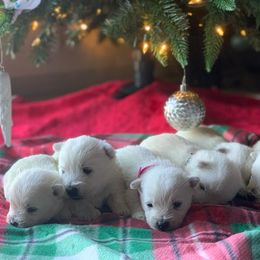 West Highland White Terrier Puppies from Westies of Morrison