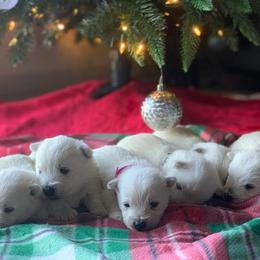 West Highland White Terrier Puppies from Westies of Morrison