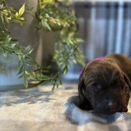 Labrador Retriever Puppies from Bagby Family Labradors