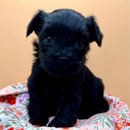 Luna - Black female Yorkipoo puppy in Cameron, South Carolina from Sassy Sailor & Company
