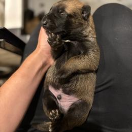 Boy 3 - Mahogany male Belgian Malinois puppy in Markham, Virginia from Skyfall Kennels LLC