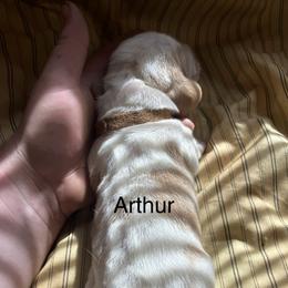 Arthur - Red and white male Basset Hound puppy in Ringling, Oklahoma from BnL Bassets