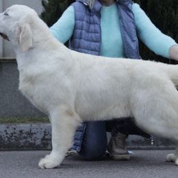 Golden Retriever puppies from MayHaven English Cream Retrievers