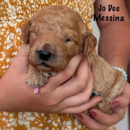 Jo Dee Messina - Apricot female Goldendoodle puppy in Lancaster, Minnesota from North Star Dog Training