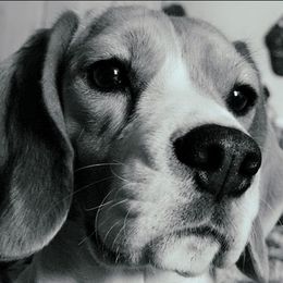 Peak - Beagle
