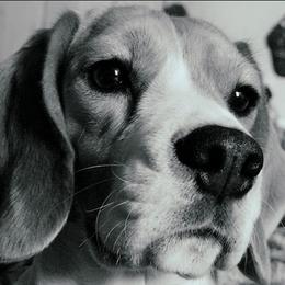 Peak - Beagle