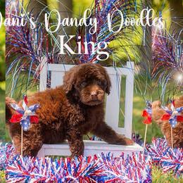King - Brown and white male Aussiedoodle puppy in Roebuck, South Carolina from Dani's Dandy Doodles