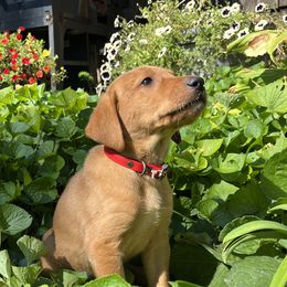 Lee - Yellow male Labrador Retriever puppy in Alger, Ohio from Osborne Family Retrievers
