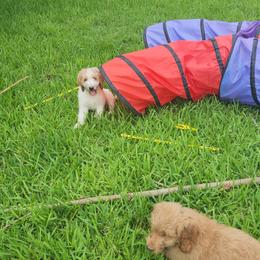 Goldendoodle Puppies from Costa's Curly Canines