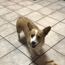 Minnie - Pembroke Welsh Corgi
