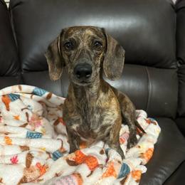 Sage - Dachshund