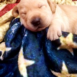 "Little Glory" Labrador Retriever Puppies from Victory Retrievers