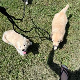 Golden Retriever Puppies from Mia Ragazza Golden Retrievers
