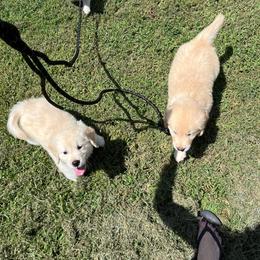 Golden Retriever Puppies from Mia Ragazza Golden Retrievers
