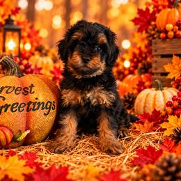 Praline - Black and tan female Cavapoo puppy in Myrtle Beach, South Carolina from Colorful-K9'S
