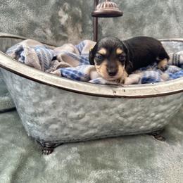Kirin (pending genetic testing) - Black and cream female Dachshund puppy in Memphis, Tennessee from River City Doxies