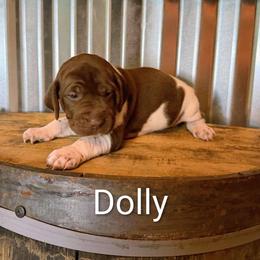 Dolly - Liver roan female German Shorthaired Pointer puppy in Seminary, Mississippi from LeAnne McDaniel