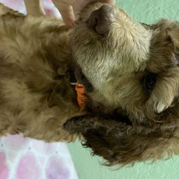 Goldendoodle and Poodle Puppies from Heartland Poodles and Doodles
