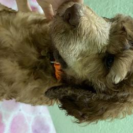 Goldendoodle and Poodle Puppies from Heartland Poodles and Doodles