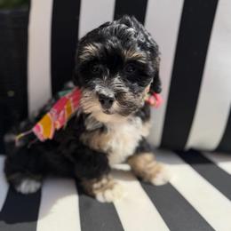 Sunny - Tri-color female Bernedoodle puppy in Sherman, Illinois from Shirl Doodle Life