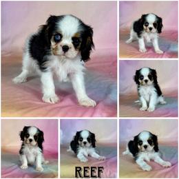 Reef - Tri-color male Cavalier King Charles Spaniel puppy in De Pere, Wisconsin from Rose Garden Kennels