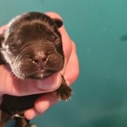 Boy 4 - Black and white male French Bulldog puppy in High Ridge, Missouri from St Louis Frenchies