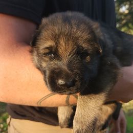 Olly - Sable female German Shepherd puppy in Lincoln, Nebraska from Nebraska K9