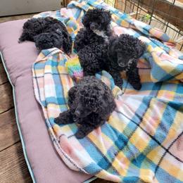 Poodle Puppies from Joanies Poodles