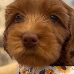Girl 6 - Red Australian Labradoodle puppy in Lodi, California from These Charm's Doods
