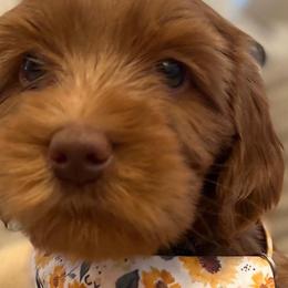 Girl 6 - Red Australian Labradoodle puppy in Lodi, California from These Charm's Doods