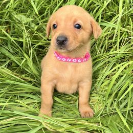 Pink collar female - Yellow female Labrador Retriever puppy in South Dakota from S&S Kennels LLC