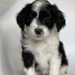 "Hermione" Aussiedoodle and Labradoodle Puppies from McDoodles of Texas