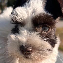 Miniature Schnauzers from PNQ Breeding