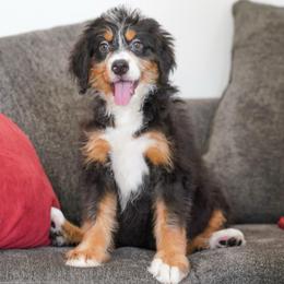 Stiorra - Tri-color female Bernedoodle puppy in Dundee, Ohio from Down Home Doodle