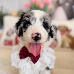 Sapphire - Blue merle female Aussiedoodle puppy in Dickerson, Maryland from Pawsome Aussie Doodles and Oodles