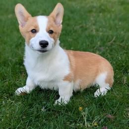 Sirius - Red male Pembroke Welsh Corgi puppy in Mount Vernon, Ohio from Rose Water Corgis in Ohio
