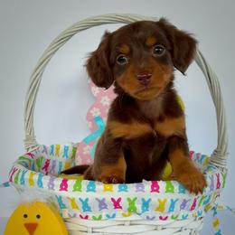 Hershey - Chocolate and tan male Dachshund puppy in Waycross, Georgia from Willow Run Dachshund’s