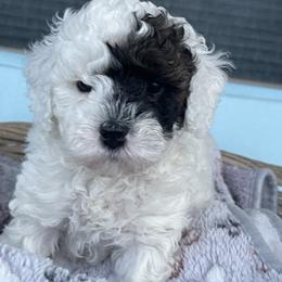 Jangle - Parti male Goldendoodle puppy in Cherry Tree, Pennsylvania from Plum Creek Acres Next Generation