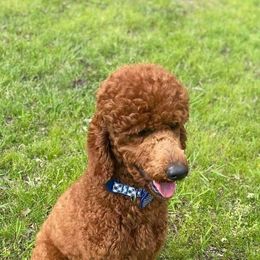 Cavapoo, Goldendoodle, and Poodle All Grown Up from Pearls & Curls doodles & poodles