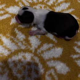 Chihuahua Puppies from Fancy Pants Chihuahua’s