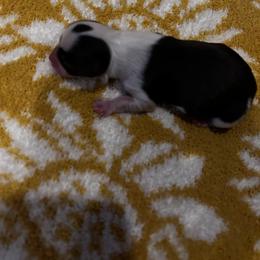 Chihuahua Puppies from Fancy Pants Chihuahua’s